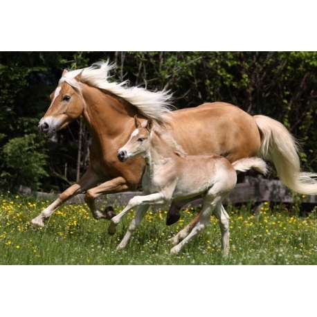Puzzle Jument et Poulain Haflinger 100 pièces