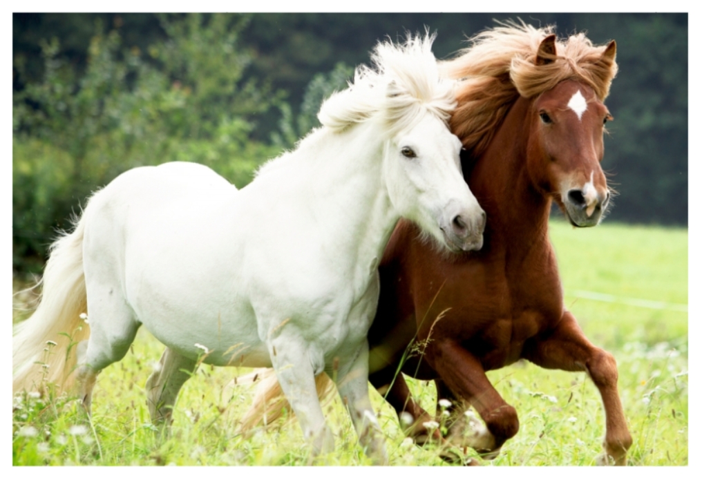 Puzzle Chevaux dans la Prairie 72 pièces