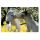 Puzzle Chevaux L'été Dans Les Paturages 100 pièces