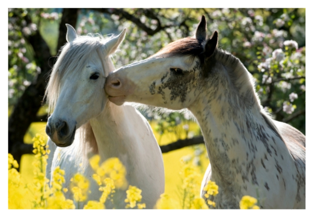 Puzzle Chevaux L'été Dans Les Paturages 100 pièces