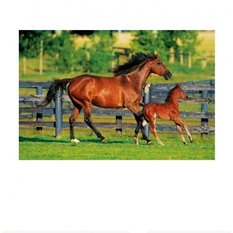 Puzzle 500 Pièces Famille De Chevaux
