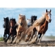 Puzzle Horde De Chevaux 1000 pièces