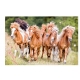 Mini Puzzle Horde De Chevaux