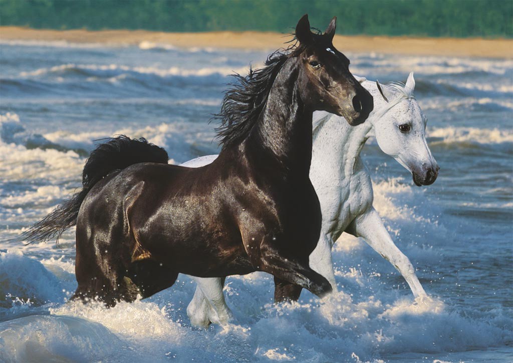 Puzzle Chevaux sur la Plage 1500 pièces