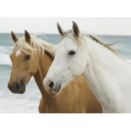 Puzzle Chevaux sur la Plage 500 pièces