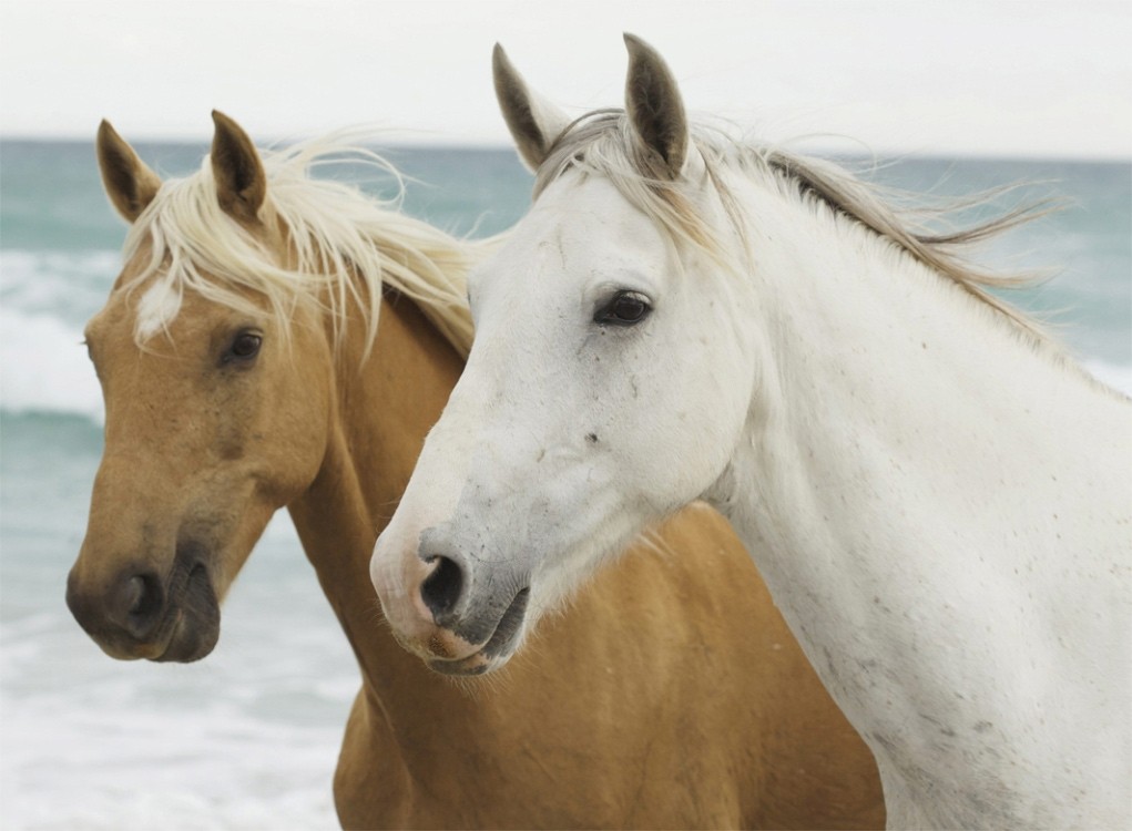 Puzzle Chevaux sur la Plage 500 pièces